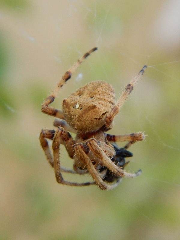 Araneus cfr angulatus - Siculiana (AG)